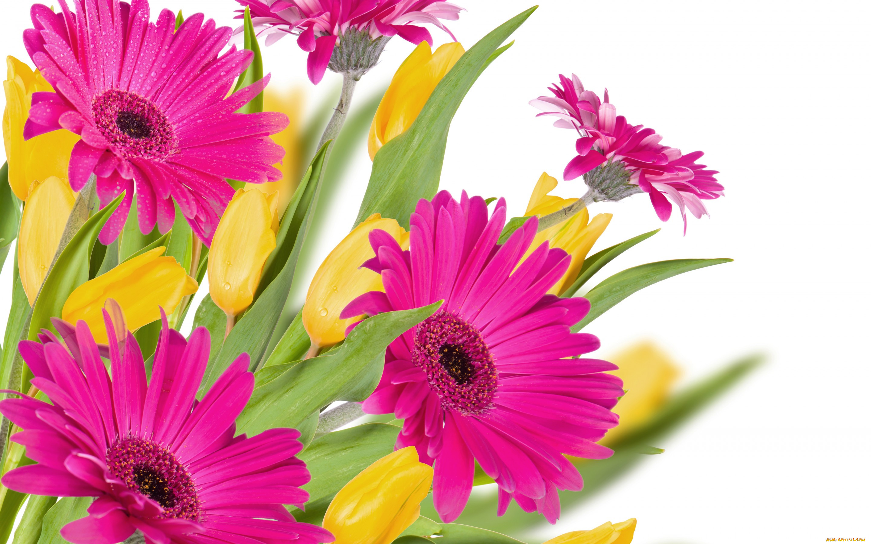 ,  , tulips, , , gerberas, , , pink